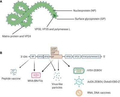 Ebolavirus: Comparison of Survivor Immunology and Animal Models in the Search for a Correlate of Protection